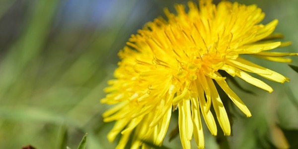 Il Tarassaco: un alleato naturale per la salute e il benessere
