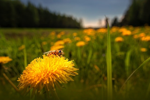 Il Tarassaco: un alleato naturale per la salute e il benessere